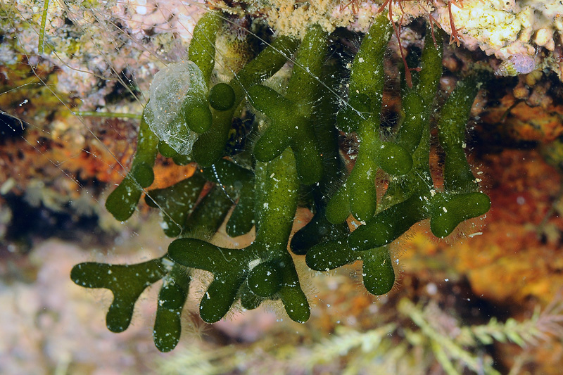 Codium - Mar Piccolo Taranto
